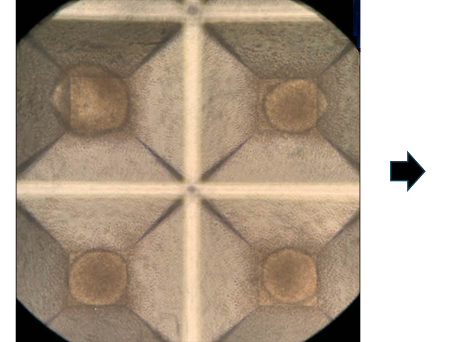 iPSCs to neuroprogenitor cells 2